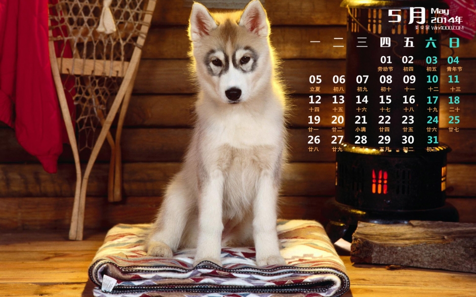 2014年5月日历壁纸高清可爱小狗图片