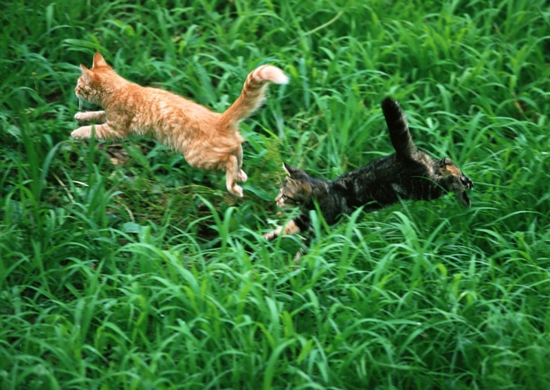 草地玩耍的猫咪图片