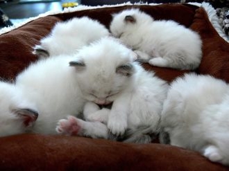 白色猫图片大全 可爱白色小猫咪图片大全