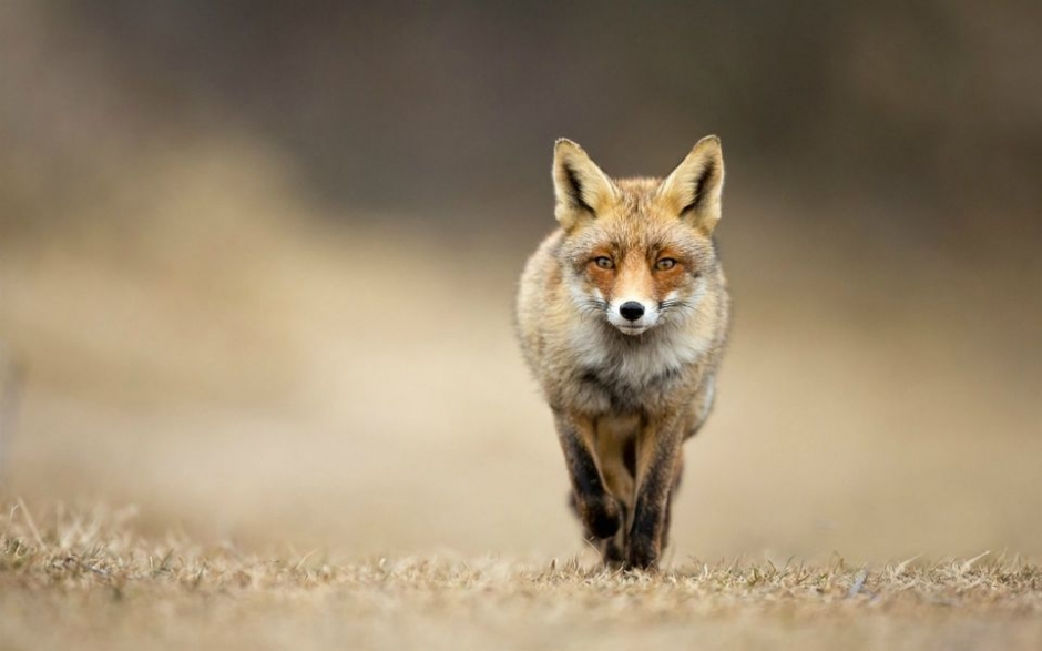 动物世界之狐狸高清壁纸