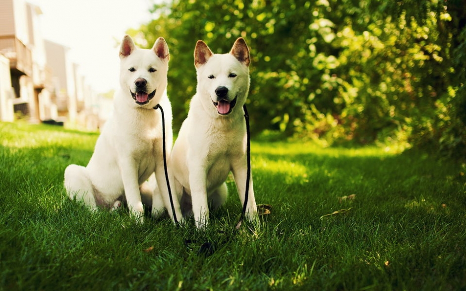 秋田犬高清桌面壁纸