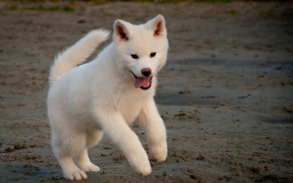 秋田犬高清桌面壁纸