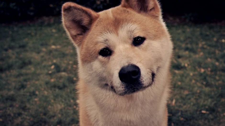 秋田犬高清桌面壁纸