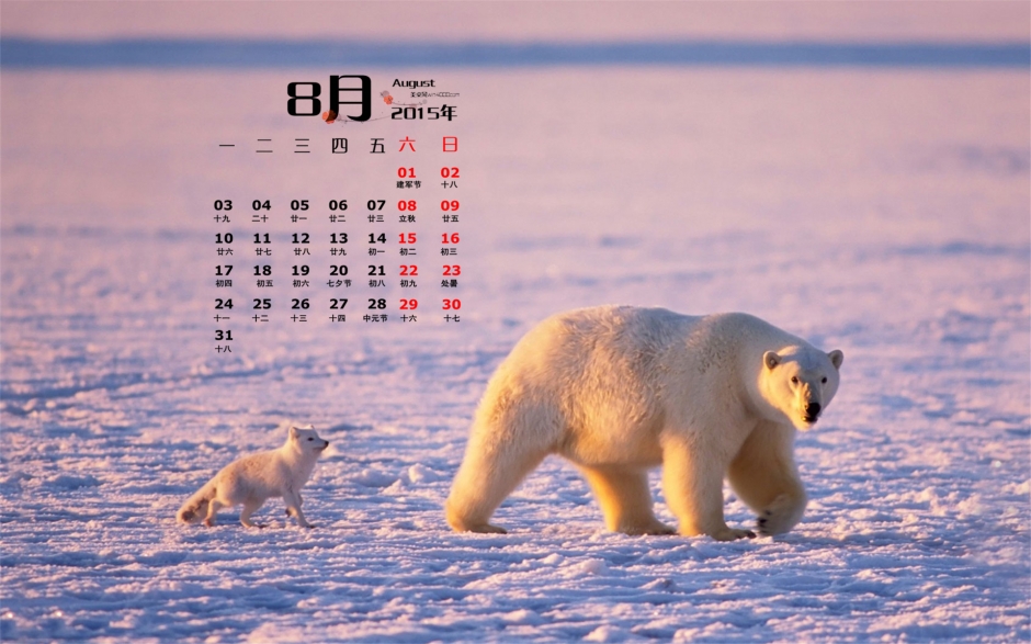2015年8月日历壁纸夕阳黄昏下的可爱北极熊摄影图片