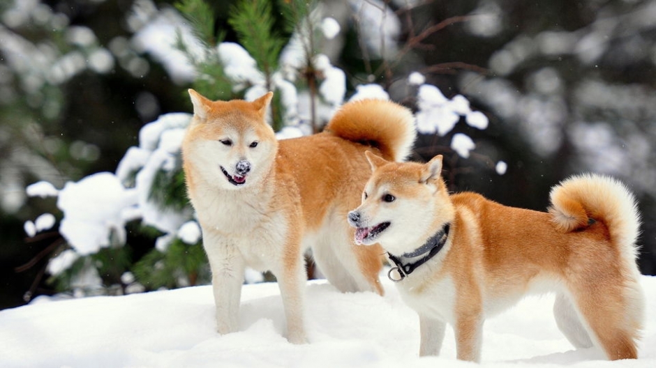 秋田犬高清桌面壁纸