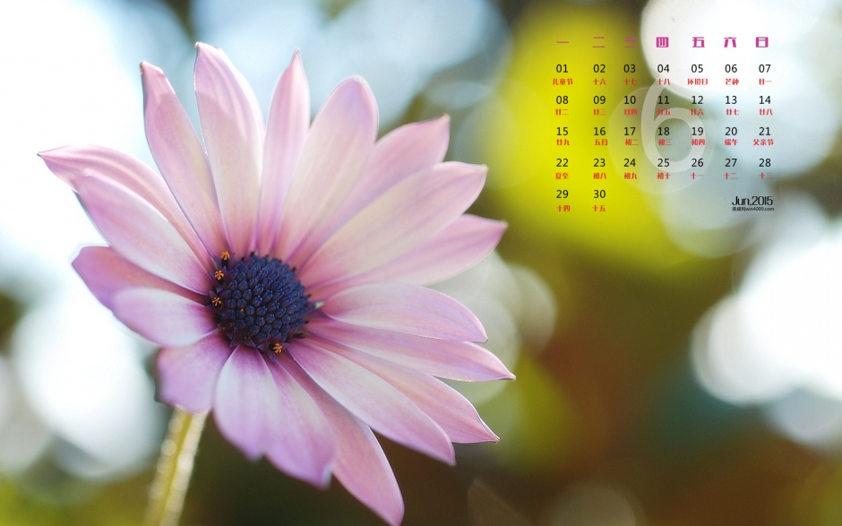 2015年6月日历壁纸清新素雅的植物花卉高清图片下载