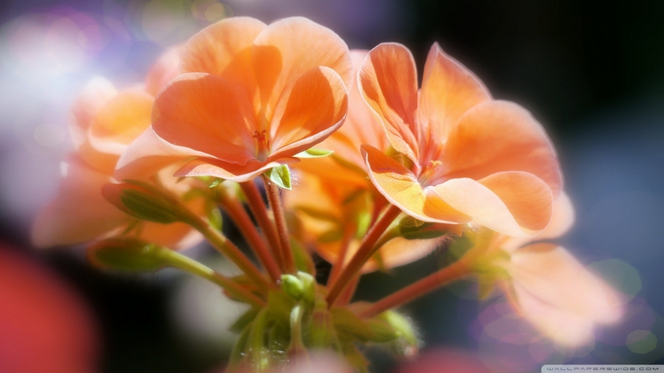 精选大自然唯美花卉图片之粉色的鲜花图集电脑桌面壁纸下载第一辑5P