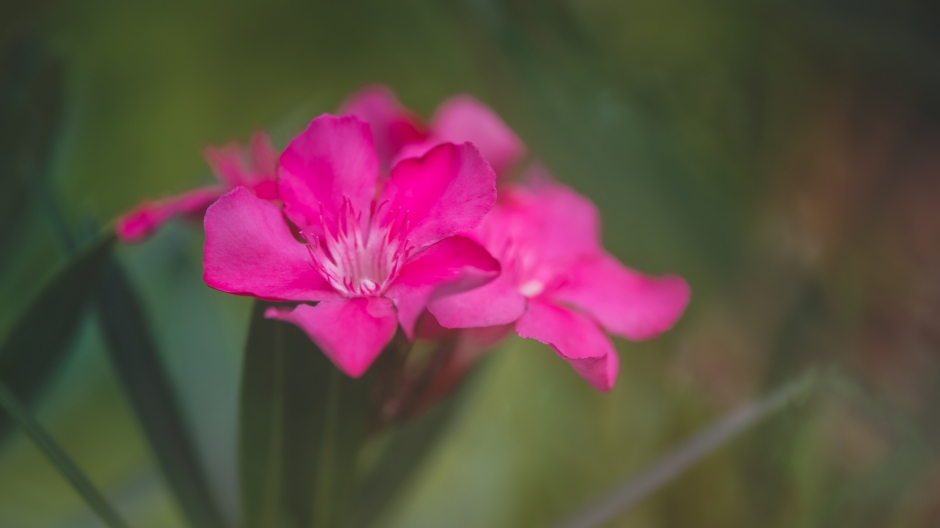 精选大自然唯美花卉图片之粉色的鲜花图集电脑桌面壁纸下载第一辑5P