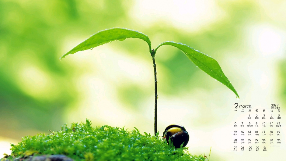 2017年3月清新绿色护眼小植物日历壁纸