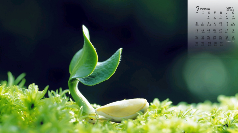2017年3月清新绿色护眼小植物日历壁纸