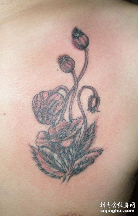 罂粟花 纹身 美女腰部漂亮潮流的罂粟花纹身图片