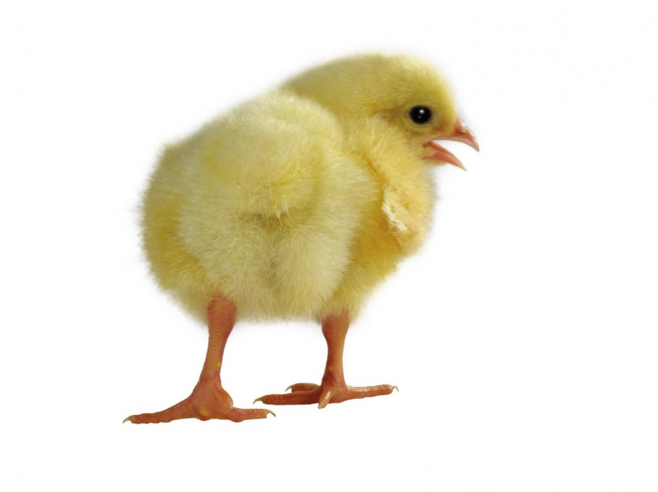 毛茸茸的小鸡桌面清晰背景图片