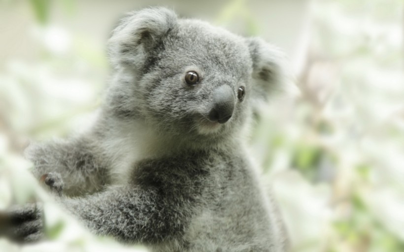 考拉图片大全 澳大利亚树袋熊考拉