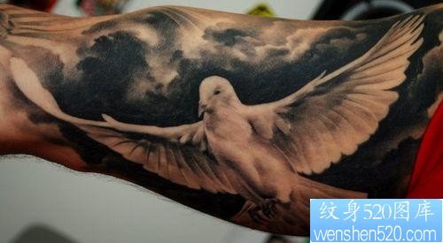 鸽子纹身图片：手臂白鸽鸽子纹身图案