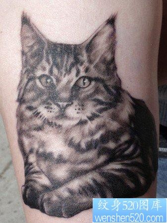 可爱的猫子纹身图片图案