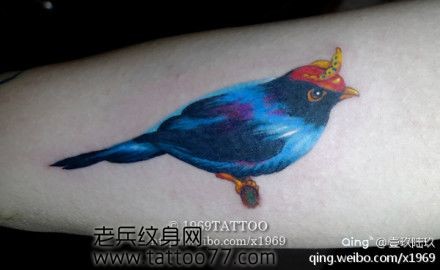 手臂彩色小鸟喜鹊纹身图片