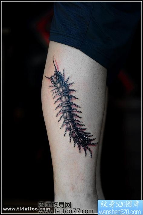 一张美女腿部蜈蚣纹身图片