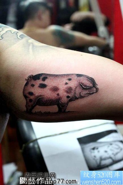一张另类的手臂猪纹身图片