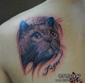 肩背一张猫咪纹身图片