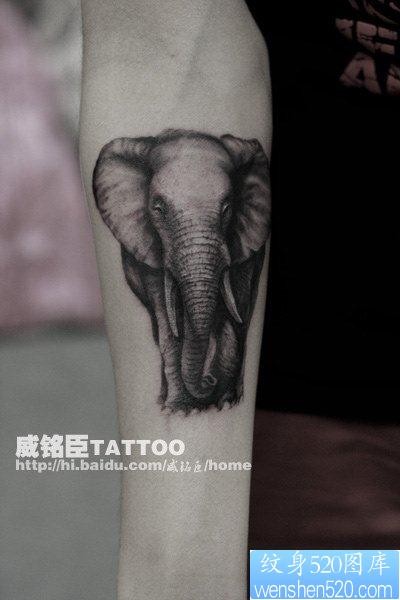 男性手臂一张经典的黑灰大象纹身图片