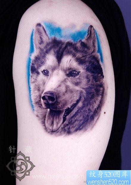 手臂帅气经典的小狗肖像纹身图片