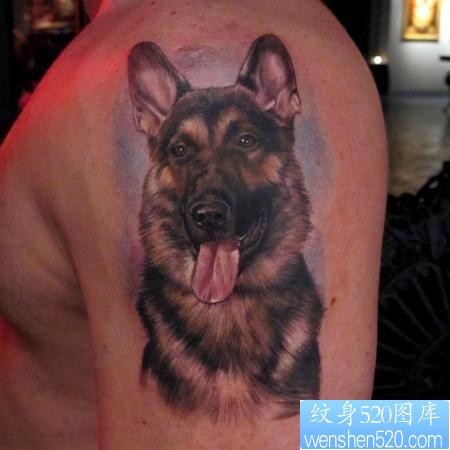 一张大臂上的德牧犬纹身图片
