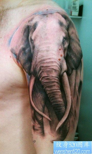 大臂上一张写实的大象纹身图片