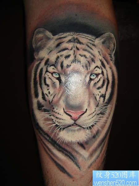 小腿上一张白色老虎纹身图片