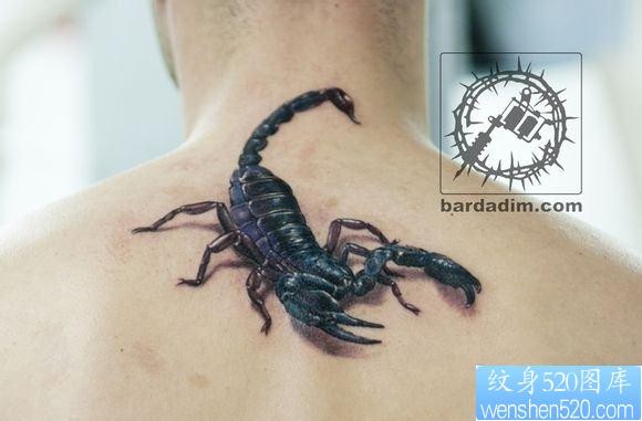 男生背部经典写实的蝎子纹身图片
