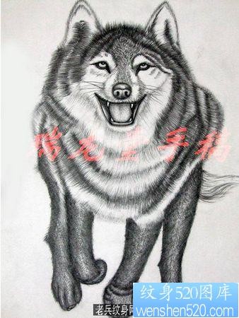 狼纹身作品：一幅潮流经典狼纹身手稿纹身图案