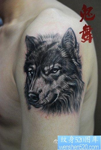 手臂一幅脸部严肃的狼头纹身作品