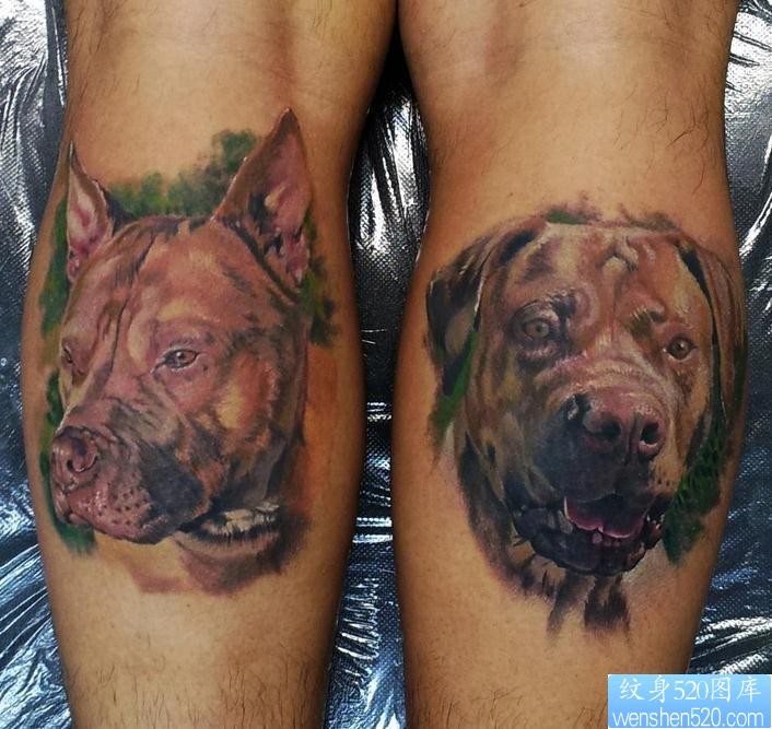 一幅写实的彩色小狗肖像纹身作品