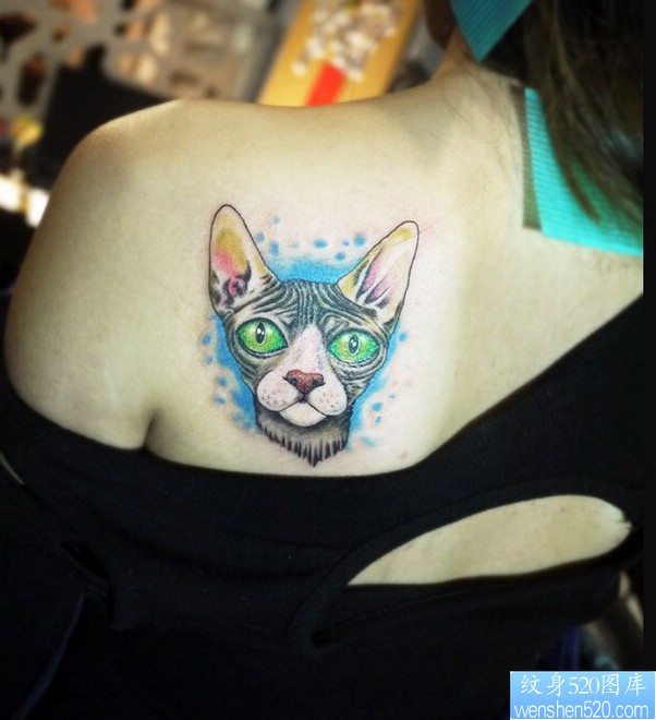 一幅女人肩背彩色猫纹身图片由纹身520图库推荐