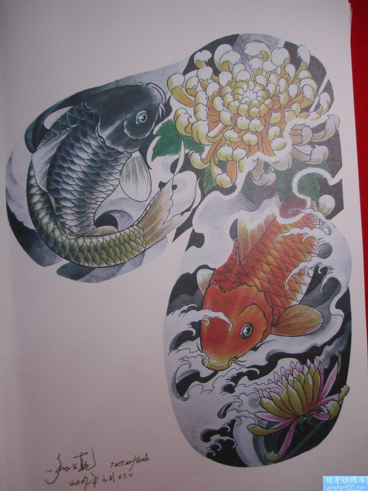 一幅半甲鲤鱼菊花纹身手稿