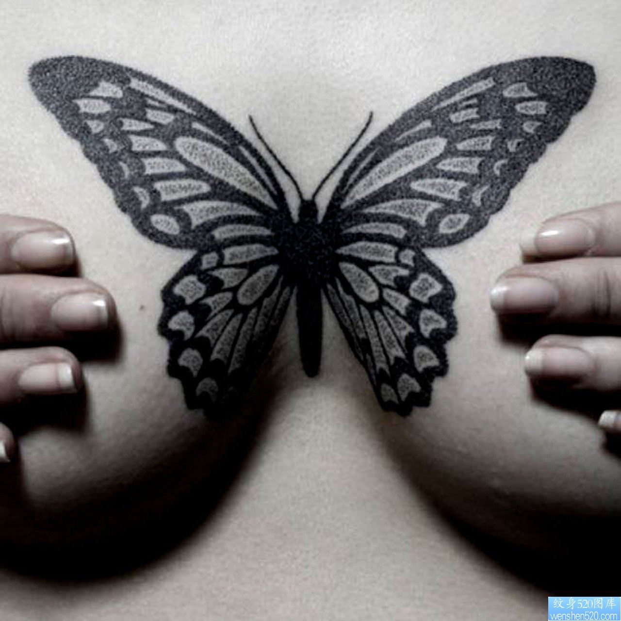 推荐胸部上一幅性感蝴蝶纹身图片