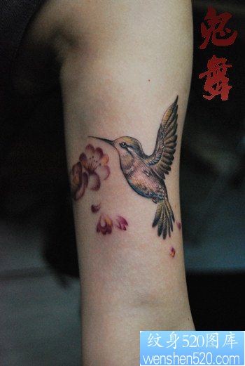 女人手臂小巧时尚的蜂鸟纹身图片