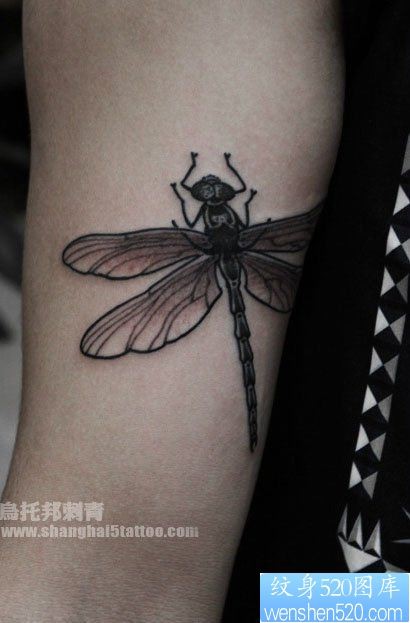 手臂内侧一幅小巧的蜻蜓纹身图片