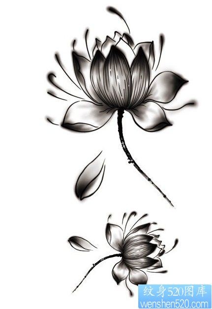 一幅莲花纹身手稿图片