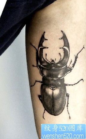 3D甲壳虫纹身图案