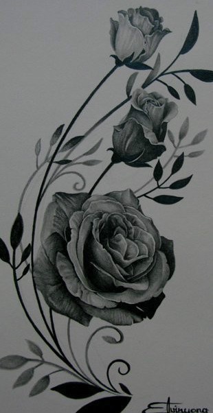 三只玫瑰的素描手稿