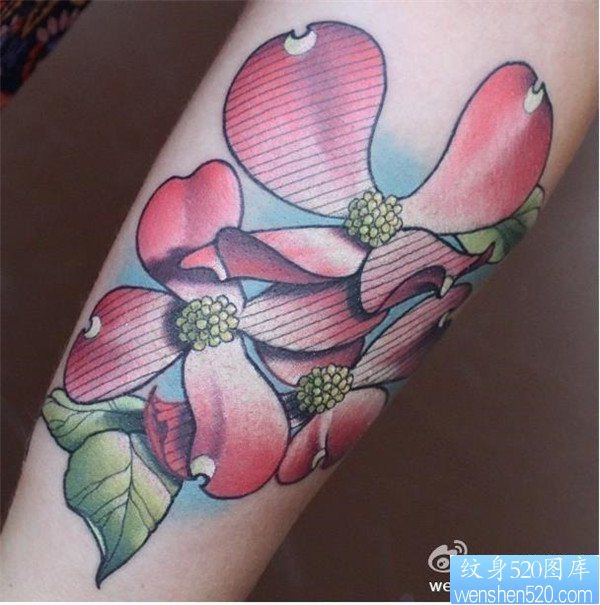 一幅手臂彩色蝴蝶兰纹身图案