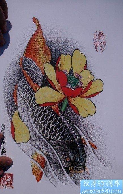 中华锦鲤纹身手稿（32）