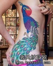 女性腰部彩色孔雀纹身图案