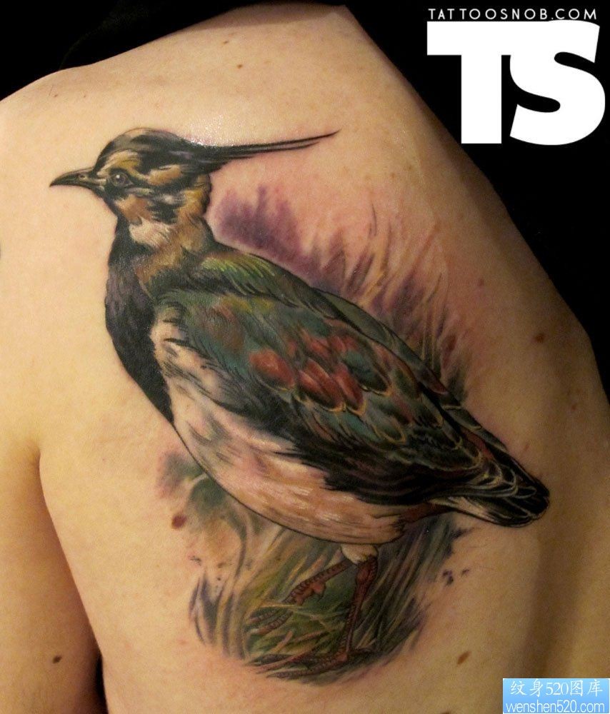肩部个性鸟纹身图案