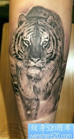 一款组老虎纹身图案