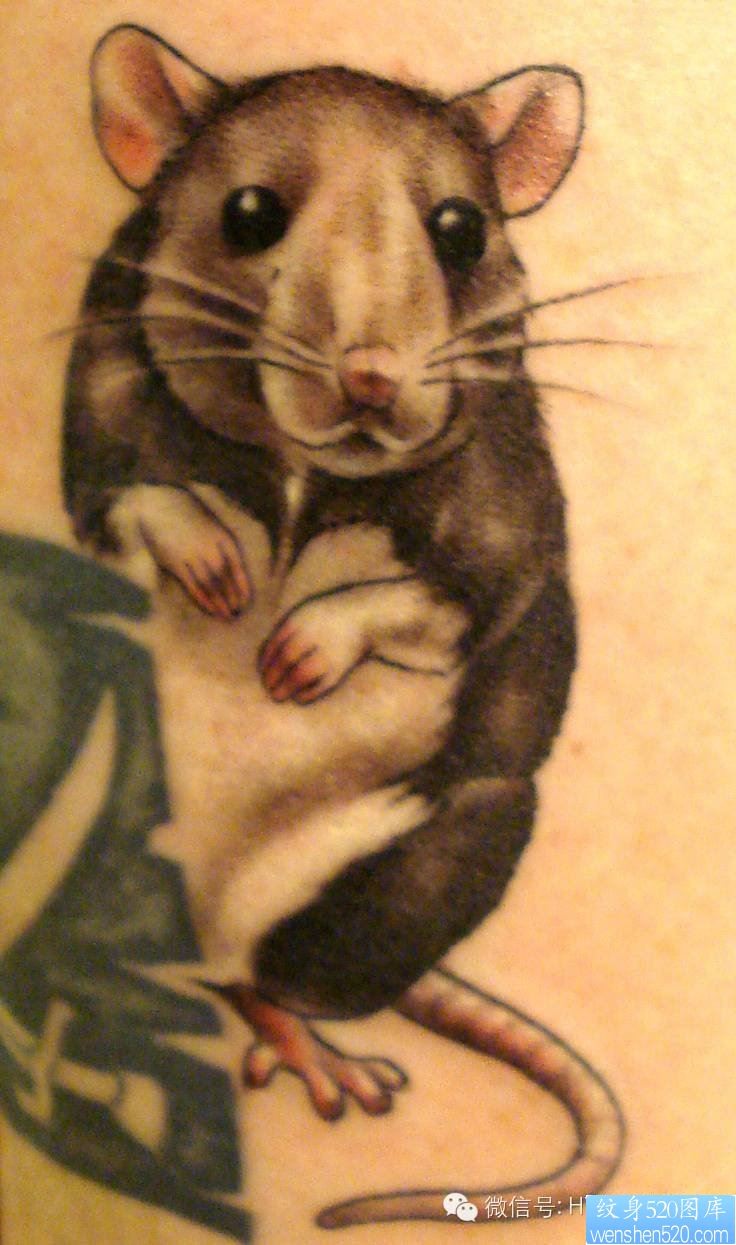 一组tattoo十二生肖の鼠纹身图案