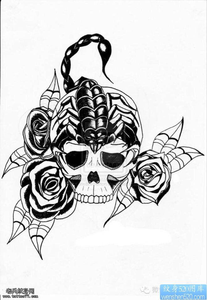 蝎子玫瑰花骷髅纹身手稿图片