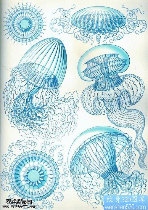 一款水母纹身手稿图案