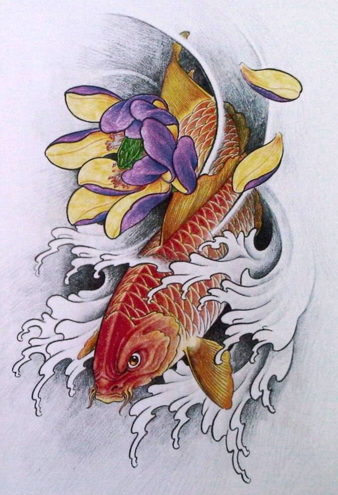 彩色鲤鱼和莲花的组着纹身手稿