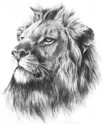 霸气的狮子头像纹身手稿
